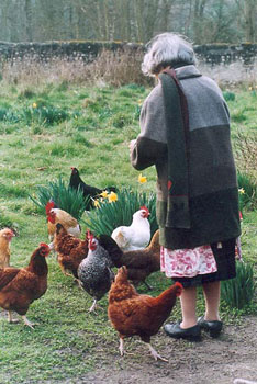 Agns et les poules - Antoine Meunier, 2002