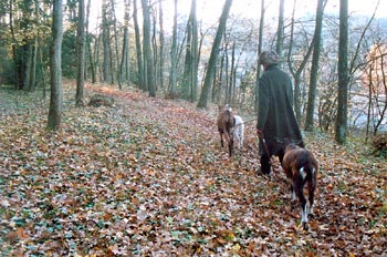 Sente de la chèvre qui bâille : Balade automnale - Antoine Meunier, 2004