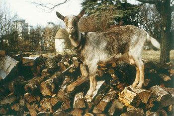 Sente de la chèvre qui bâille : Bichette sur un tas de bois en hiver - Flix Domec, 1985