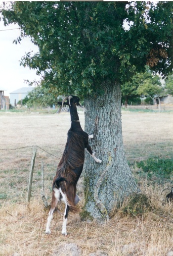 Chvre poitevine dresse contre un arbre - collection Dr Cornelis Naaktgeboren