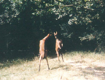 Sente de la chèvre qui bâille : Touraine et Roussette s'adonnant au rite - Fabienne Fournier, 1991 Sente de la chèvre qui bâille : Touraine et Roussette s'adonnant au rite - Fabienne Fournier, 1991