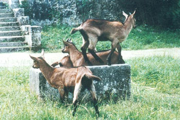 Sente de la chèvre qui bâille : Cabrioles de quatre chevrettes sur muret - Antoine Meunier, 1991 Sente de la chèvre qui bâille : Cabrioles de quatre chevrettes sur muret - Antoine Meunier, 1991