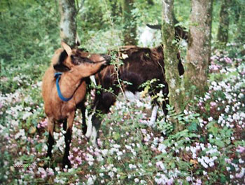 Les dernires chvres de sa vie dans le champ de cyclamens - Marie-Nolle, 2004