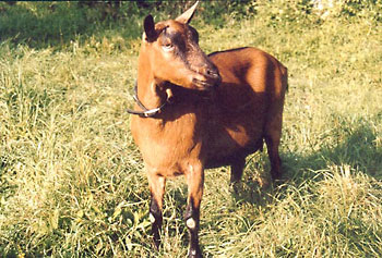 Sente de la chèvre qui bâille : Pâquerette porte bien ses 11 ans - ?, 2004 Sente de la chèvre qui bâille : Pâquerette porte bien ses 11 ans - ?, 2004